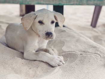Puppy resting on sand