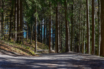 Pine trees in forest against sky