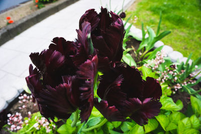 Close-up of wilted flower plant