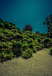 Plants and trees on field against blue sky