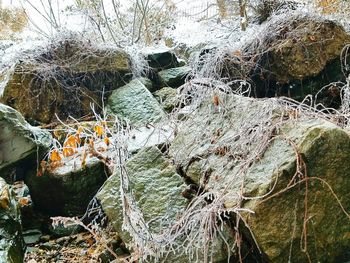 Close-up of snow on tree during winter