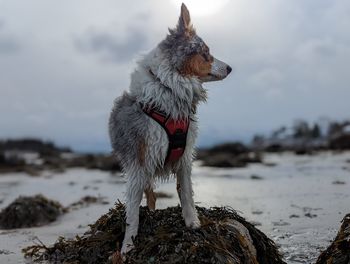 Dog running on snow