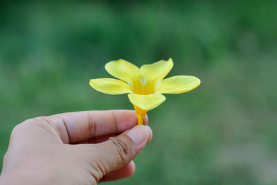 Close-up of hand holding yellow flower