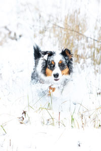 Portrait of dog