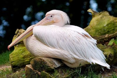 Close-up of pelican on log