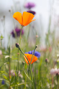 Close-up of orange crocus flower on field