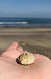 Person holding umbrella on beach