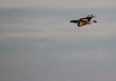 Low angle view of eagle flying in sky
