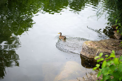 High angle view of duck swimming in lake