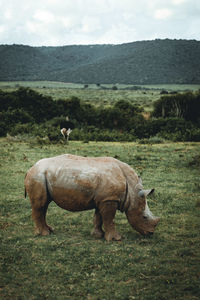 Rhino in a field