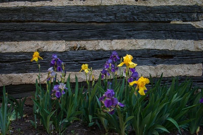 Close-up of yellow daffodil flowers on wood