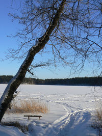 Bare trees on snow covered field against sky