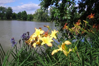 Yellow flowers blooming in pond