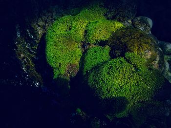 High angle view of moss growing in sea