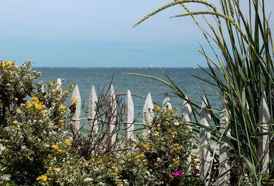 Plants by sea against clear sky