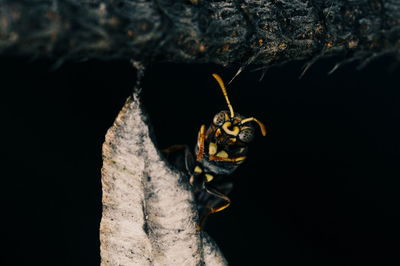 Close-up of insect on plant against black background