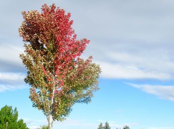 Low angle view of flowering plant against sky