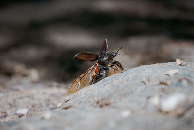 Close-up of insect on rock