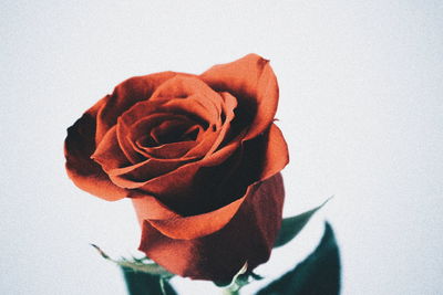 Close-up of wilted rose against white background