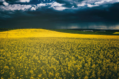 Scenic view of oilseed rape field against sky