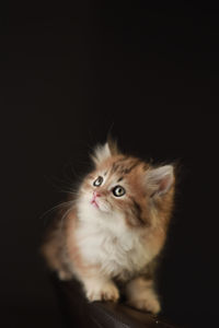 Portrait of cat against black background