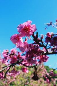 Close-up of pink cherry blossoms against sky
