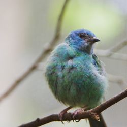 Close-up of bird perching on branch