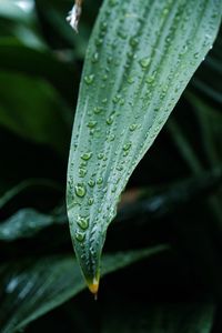 Close-up of raindrops on leaf