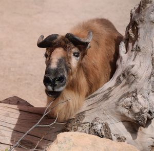 Close-up portrait of a horse