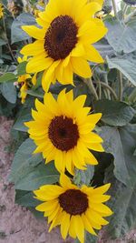 High angle view of sunflower on plant