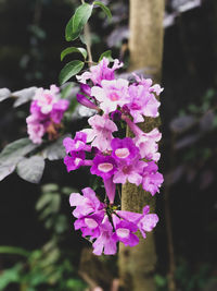 Close-up of pink flowering plant