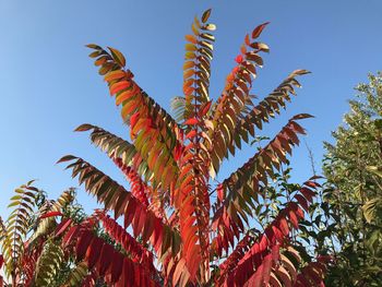 Low angle view of plant against clear blue sky