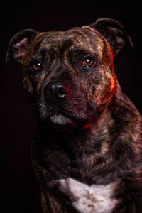 Close-up portrait of dog