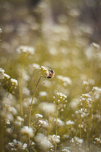 Bee in a flower field