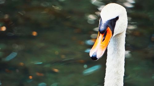 Close-up of swan swimming in lake