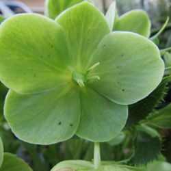 Close-up of flowers