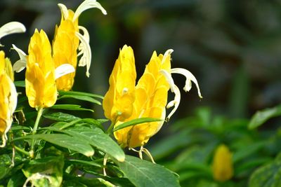 Close-up of yellow flowering plant