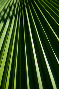 Full frame shot of palm leaf 
