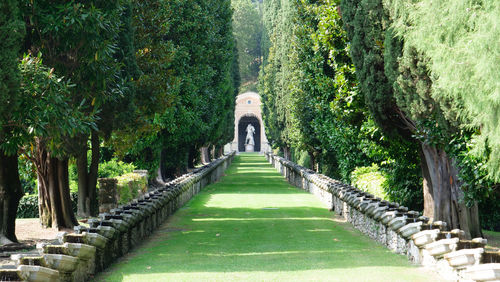 Footpath amidst trees in garden