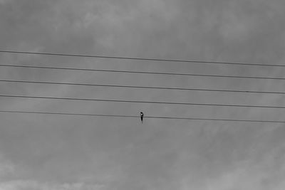 Low angle view of birds flying against sky