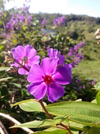 Close-up of purple flowers blooming outdoors