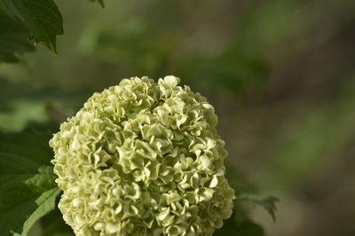 Close-up of white hydrangea