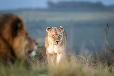 View of a lion