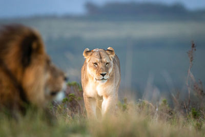 Female lion in south africa walking towards blurred male lion in the foreground