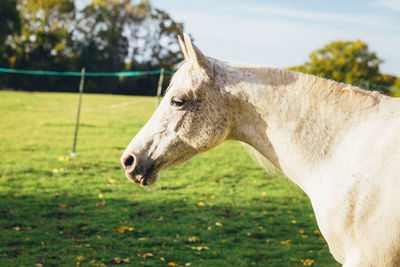 Horse standing on field