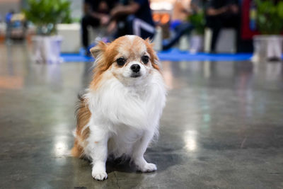 Portrait of a dog looking away