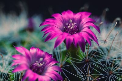 Close-up of pink flower