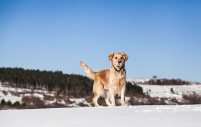 Portrait of dog on snow covered landscape