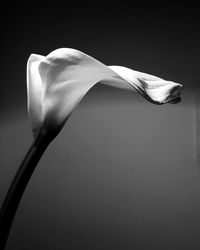 Close-up of white rose against black background