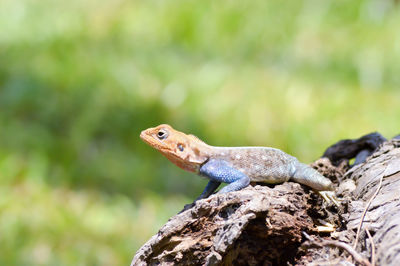 Close-up of lizard on tree in sunny day